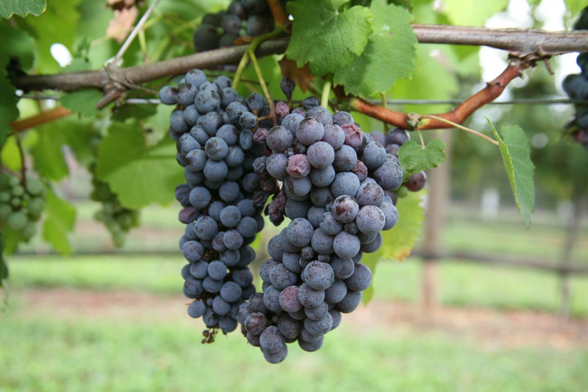 Vineyard and Winery Gallery Monroe, NC Kefi Vineyards & Winery